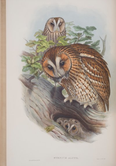 Syrnium Aluco, płyta z The Birds of Great Britain autorstwa Johna Goulda, wydana w latach 1862-73 (litografia ręcznie kolorowana) autorstwa John Gould