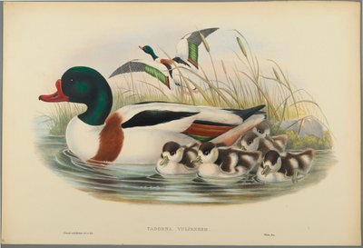 Tadorna Vulpanser: Sheldrake (kolor lito na papierze tkanym) autorstwa John Gould