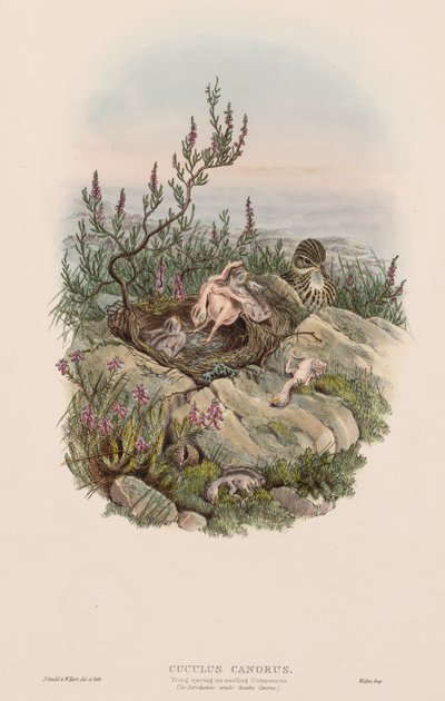 Ptaki Wielkiej Brytanii: Cuculus canorus. autorstwa John Gould