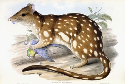 Tygrys Quoll autorstwa John Gould