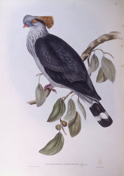 Gołąb Topknot (Lopholaimus antarcticus), Grawerowanie Johna Gould autorstwa John Gould