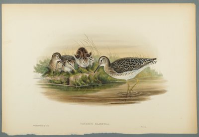 Totanus Glareola - Wood Sandpiper (kolor lito na papierze tkanym) autorstwa John Gould