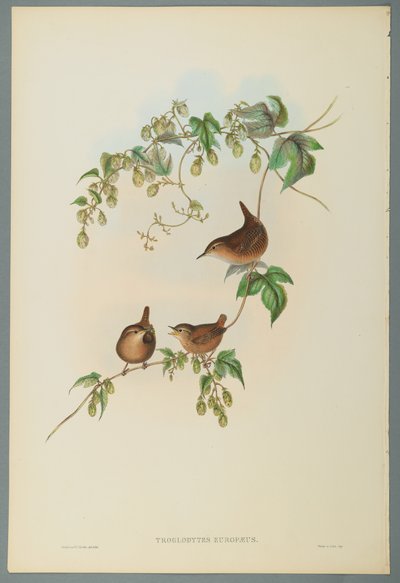 Troglodytes Europaeus - strzyżyk zwyczajny (kolor lito na papierze tkanym) autorstwa John Gould