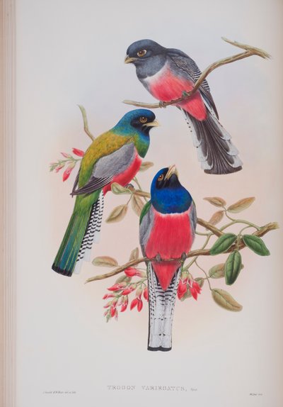 Trogon Variegatus, płyta z The Birds of Great Britain autorstwa Johna Goulda, wydana w latach 1862-73 (litografia ręcznie kolorowana) autorstwa John Gould