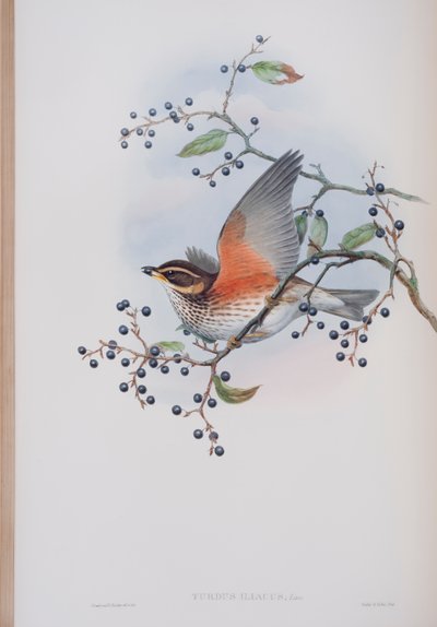 Turdus Illacus, tablica z The Birds of Great Britain Johna Goulda, wyd. 1862-73 (litografia ręcznie kolorowana) autorstwa John Gould