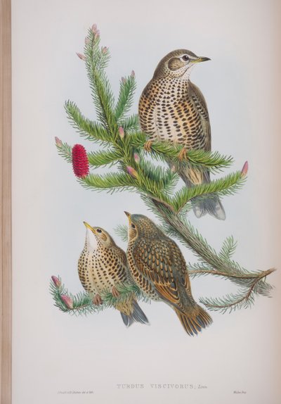 Turdus Viscivorus, płyta z The Birds of Great Britain autorstwa Johna Goulda, wydana w latach 1862-73 (litografia ręcznie kolorowana) autorstwa John Gould
