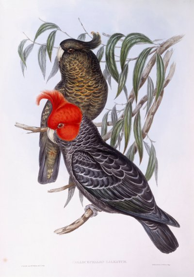 Dwie papugi siedzące na gałęzi, grawer autorstwa John Gould