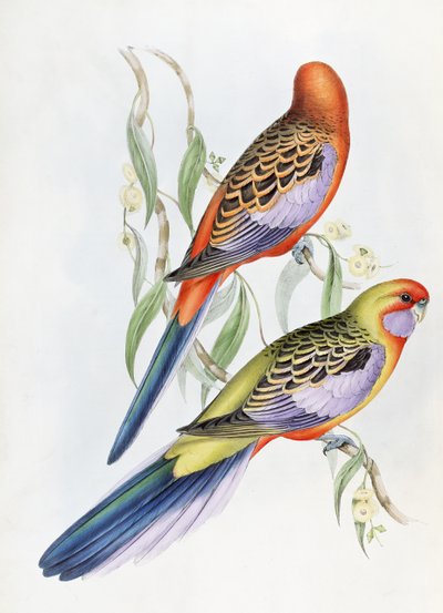 Nieznany obraz autorstwa John Gould