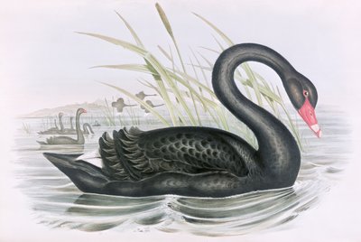Nieznany obraz autorstwa John Gould