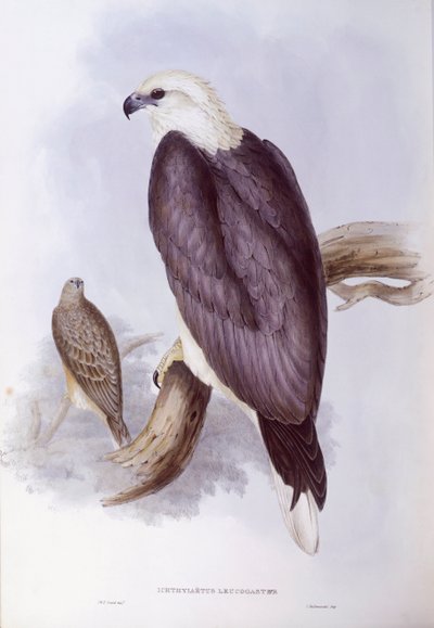 Orzeł bielik (Haliaeetus leucogaster), rycina autorstwa Johna Goulda autorstwa John Gould