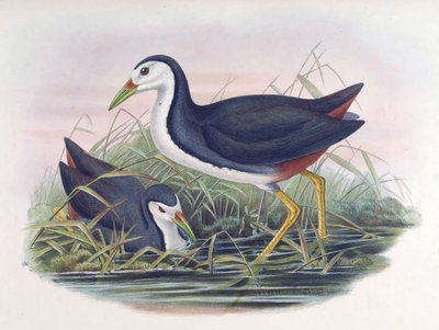 Wodnik białopierśny Amaurornis phoenicurus (proporczyk) autorstwa John Gould