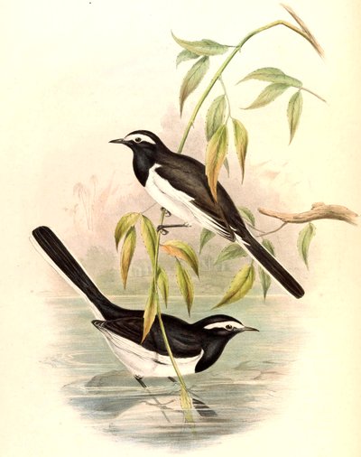 Pliszka białobrewa (duża pliszka żałobna) Motacilla maderaspatensis Gmelin autorstwa John Gould