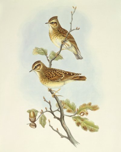 Skowronek (Lullula arborea), Grawerowanie Johna Gould autorstwa John Gould