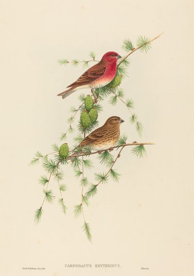 Carpodacus erythrinus (dziwonia pospolita) autorstwa John Gould and H.C. Richter