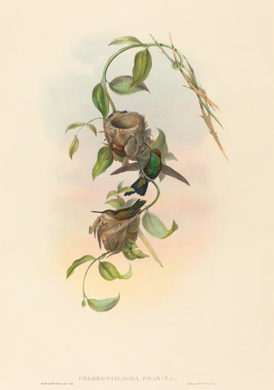 Chlorostilbona prasina (szmaragd Puncherana) autorstwa John Gould and H.C. Richter