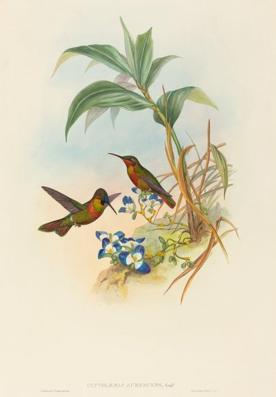 Clytolaema aurescens (Rubin z paskami lub Rubin Goulda) autorstwa John Gould and H.C. Richter