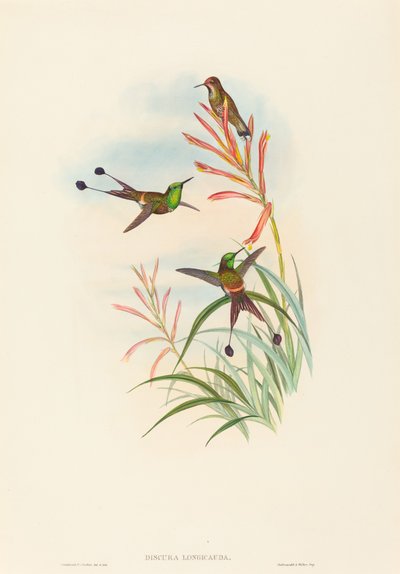 Discura longicauda (Rakieta-ogon) autorstwa John Gould and H.C. Richter