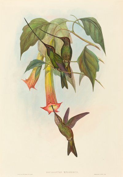 Docimastes ensiferus (Koliber mieczodzioby) autorstwa John Gould and H.C. Richter