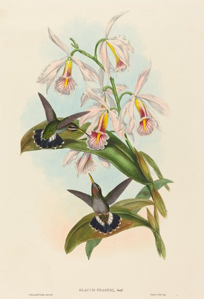 Glaucis fraseri (kolczaste gardło Frasera) autorstwa John Gould and H.C. Richter