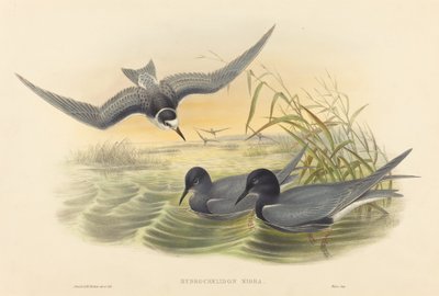Hydrochelidon nigra autorstwa John Gould and H.C. Richter