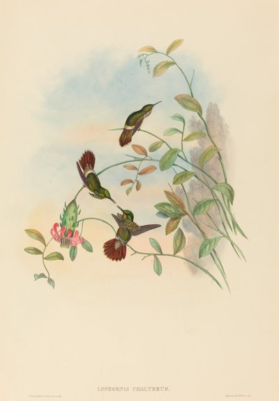 Lophornis chalybeus (Świąteczna Kokietka) autorstwa John Gould and H.C. Richter