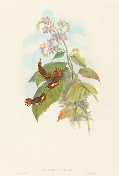 Migoczący Koliber autorstwa John Gould and H.C. Richter