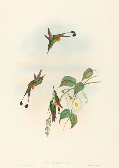 Spathura rufocaligata (Rakieta z czerwonym butem) autorstwa John Gould and H.C. Richter
