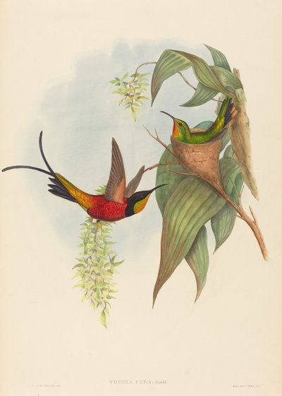 Pira Topazowa (Wróżka Topaz) autorstwa John Gould and H.C. Richter