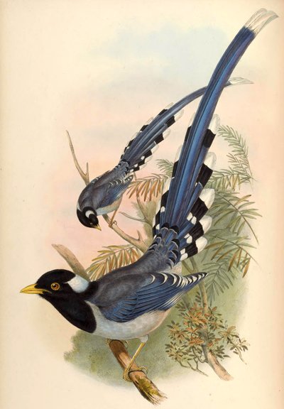Żółtodzioby Niebieska Sroka Urocissa flavirostris (Blyth) autorstwa John Gould and Henry C. Richter