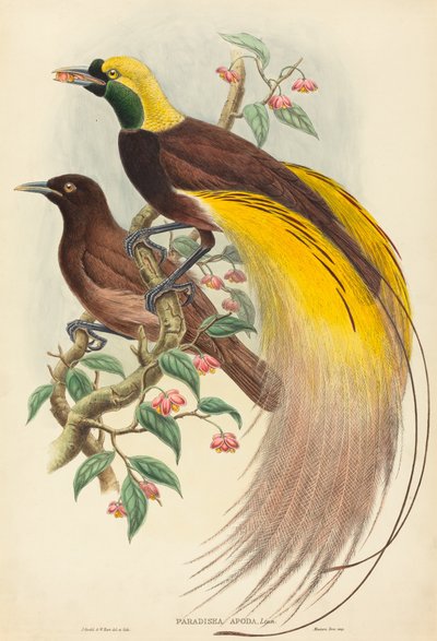 Rajski ptak (Paradisea apoda) autorstwa John Gould and W. Hart