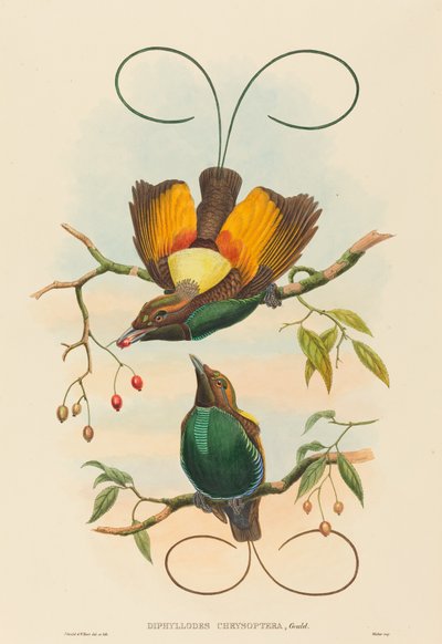 Diphyllodes chrysoptera (Wspaniały Rajski Ptak) autorstwa John Gould and W. Hart
