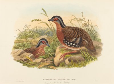 Bambusowa kuropatwa zwyczajna (Bambusicola Hyperythra) autorstwa John Gould and W. Hart