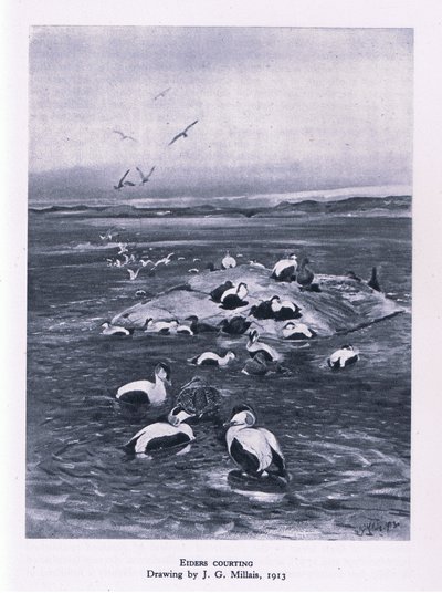 Eiders zaloty, Nature in Britain, wydane przez Collins, 1946 autorstwa John Guille Millais