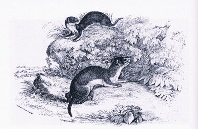 Studies of Badgers, Nature in Britain, wydane przez Collins autorstwa John Guille Millais