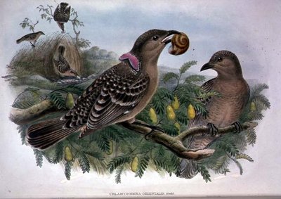 Chlamydera orientalis (kolor lito) autorstwa John and Hart William Gould