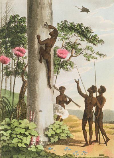 Climbing Trees, aborygeni w Nowej Południowej Walii, rytowane przez Matthew Dubourg (fl.1813-1820) pub. 1813 autorstwa John Heaviside Clark