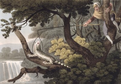 Mexican Lizard Catcher, grawerowane przez Matthew Dubourga (fl.1785-1820), wydane przez Edwarda Orme, 1813 autorstwa John Heaviside Clark