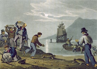 Turtle Catching on Land, grawerowane przez Matthew Dubourga (fl.1785-1820), opublikowane przez Edwarda Orme, 1813 autorstwa John Heaviside Clark