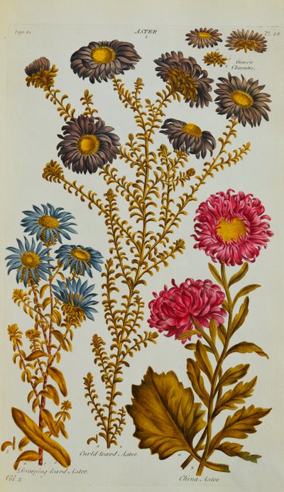 Aster, 1759-73 autorstwa John Hill
