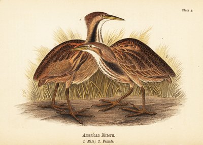 Bąk amerykański, Botaurus lentiginosus, samiec 1, samica 2 autorstwa John James (after) Audubon