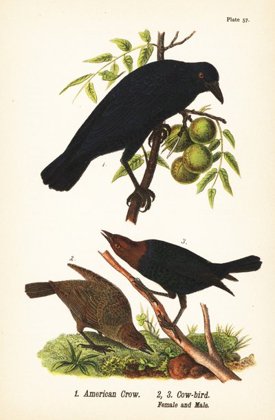 wrona amerykańska , Corvus brachyrhynchos 1 i kowboj brązowogłowy , Molothrus ater , samica 2 i samiec 3 autorstwa John James (after) Audubon