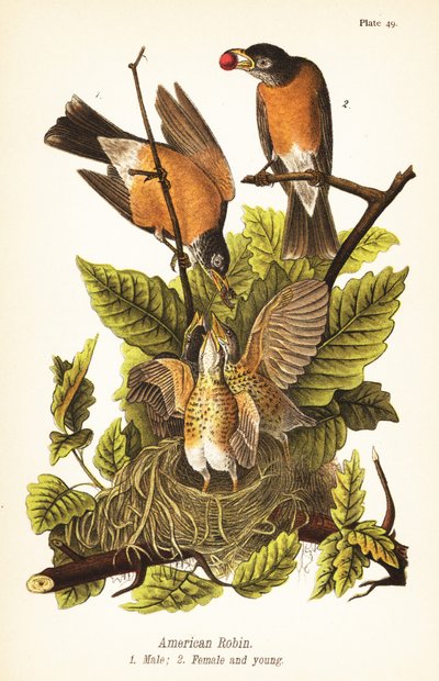 Rudzik amerykański, Turdus migratorius, samiec 1, samica 2 i młode w gnieździe autorstwa John James (after) Audubon