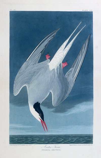 Rybitwa popielata, ptaki Ameryki autorstwa John James (after) Audubon
