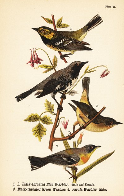 Pokrzewka niebieska , Setophaga caerulescens 1,2 , pokrzewka zielona , Setophaga virens 3 i parula północna , Setophaga americana 4 autorstwa John James (after) Audubon