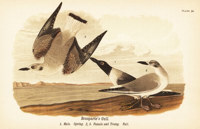 Mewa Bonaparte, Chroicocephalus philadelphia, samiec wiosną 1, samica 2 i młode 3 w upierzeniu jesiennym autorstwa John James (after) Audubon