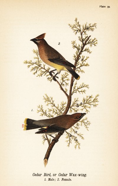 Jemiołuszka cedrowa, Bombycilla cedrorum Ptak cedrowy lub jemiołuszka cedrowa, samiec 1, samica 2 autorstwa John James (after) Audubon