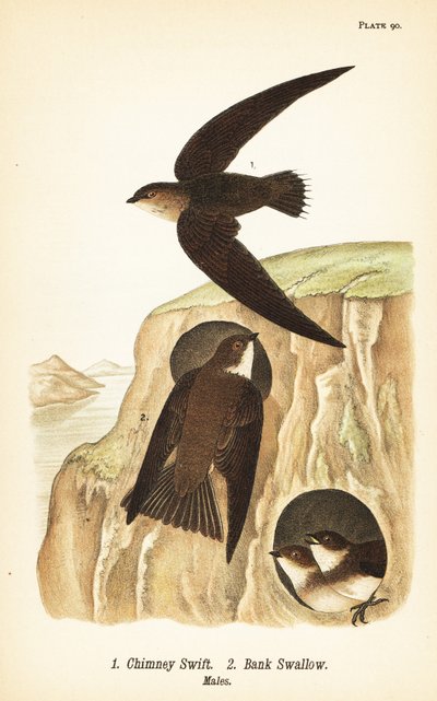 Chimney swift, Chaetura pelagica 1, jaskółka nadbrzeżna, Riparia riparia 2, samce autorstwa John James (after) Audubon