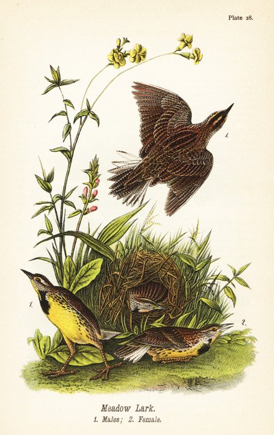skowronek wschodni , Sturnella magna autorstwa John James (after) Audubon