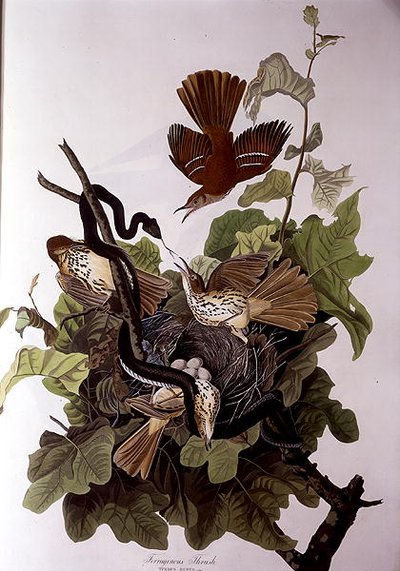 Drozd podgorzałkowy, z „Birds of America”, grawerowane przez Roberta Havella (1793-1878) (kolorowy grawerunek) autorstwa John James (after) Audubon