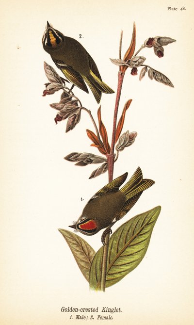 Króliczek Złoto-koronowany, Regulus satrapa autorstwa John James (after) Audubon